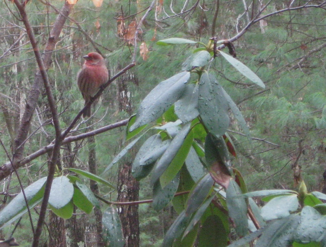 A male house finch perched on a limb, his throat and head showing the characteristic rose colored feathers.