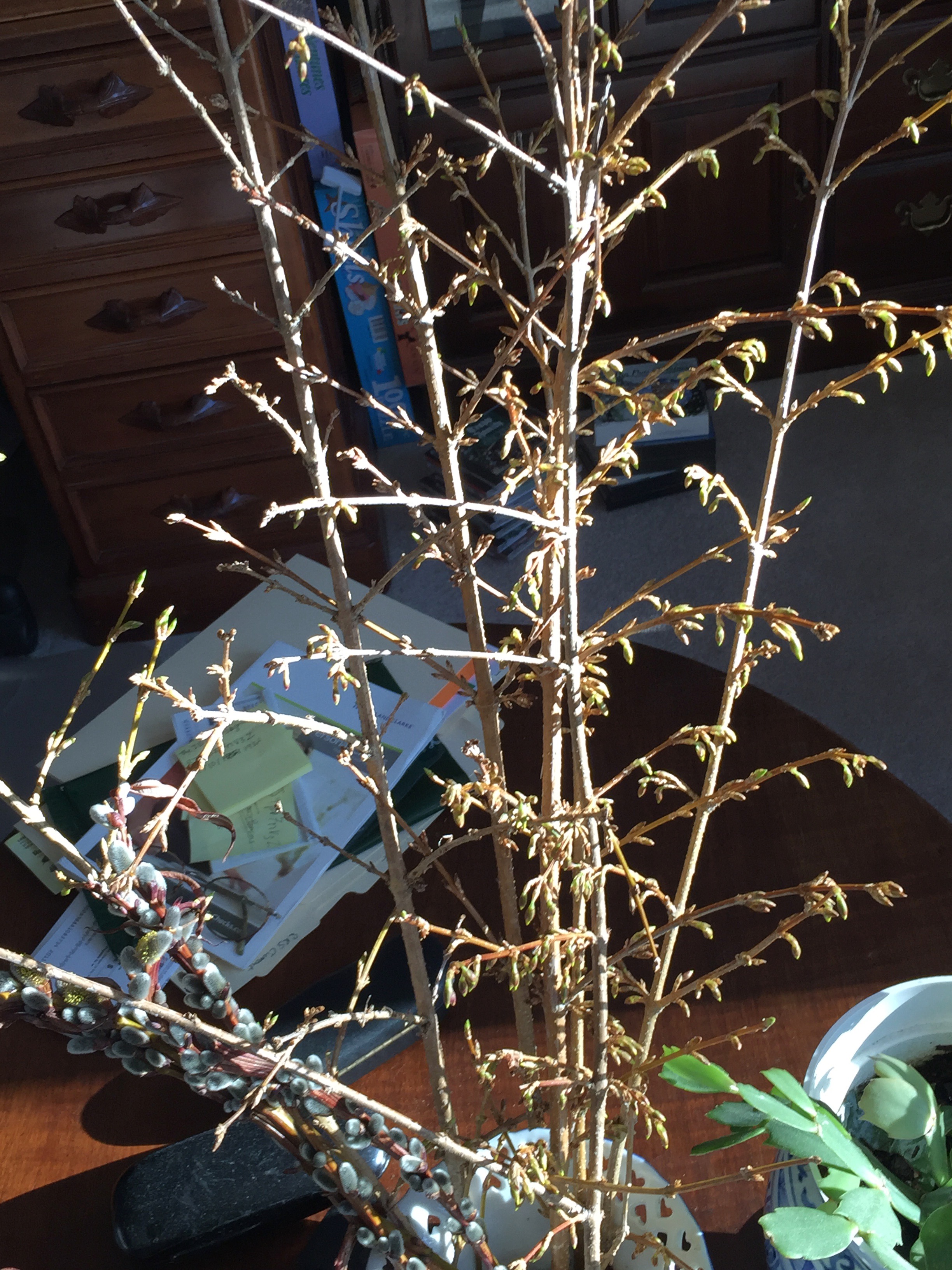 A vase on a table with branches of pussy willow, fully open, and Forsythia, just starting to show hints of yellow on its buds.