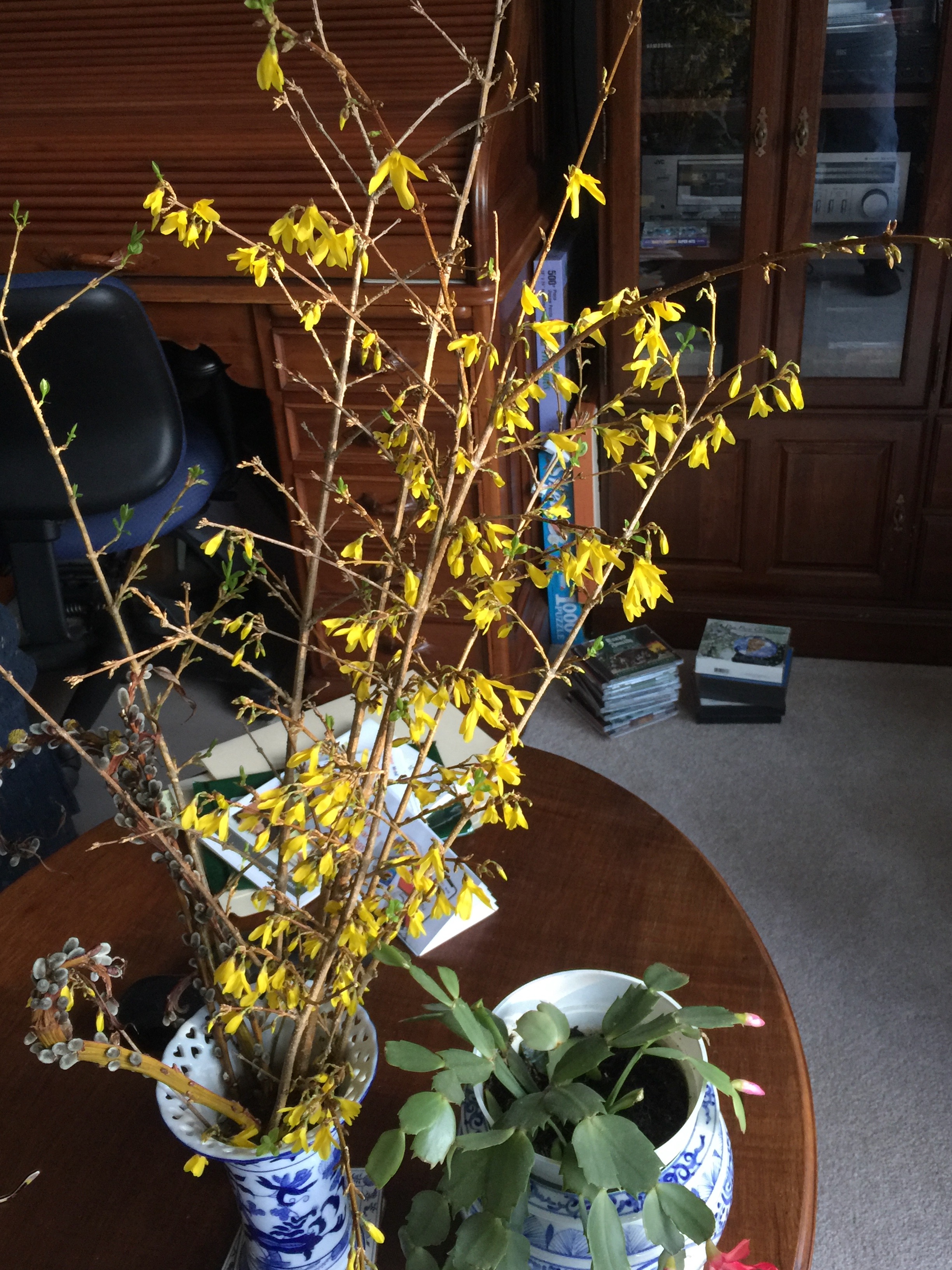 A vase on a table with Forsythia, showing newly opened bright yellow blossoms.
