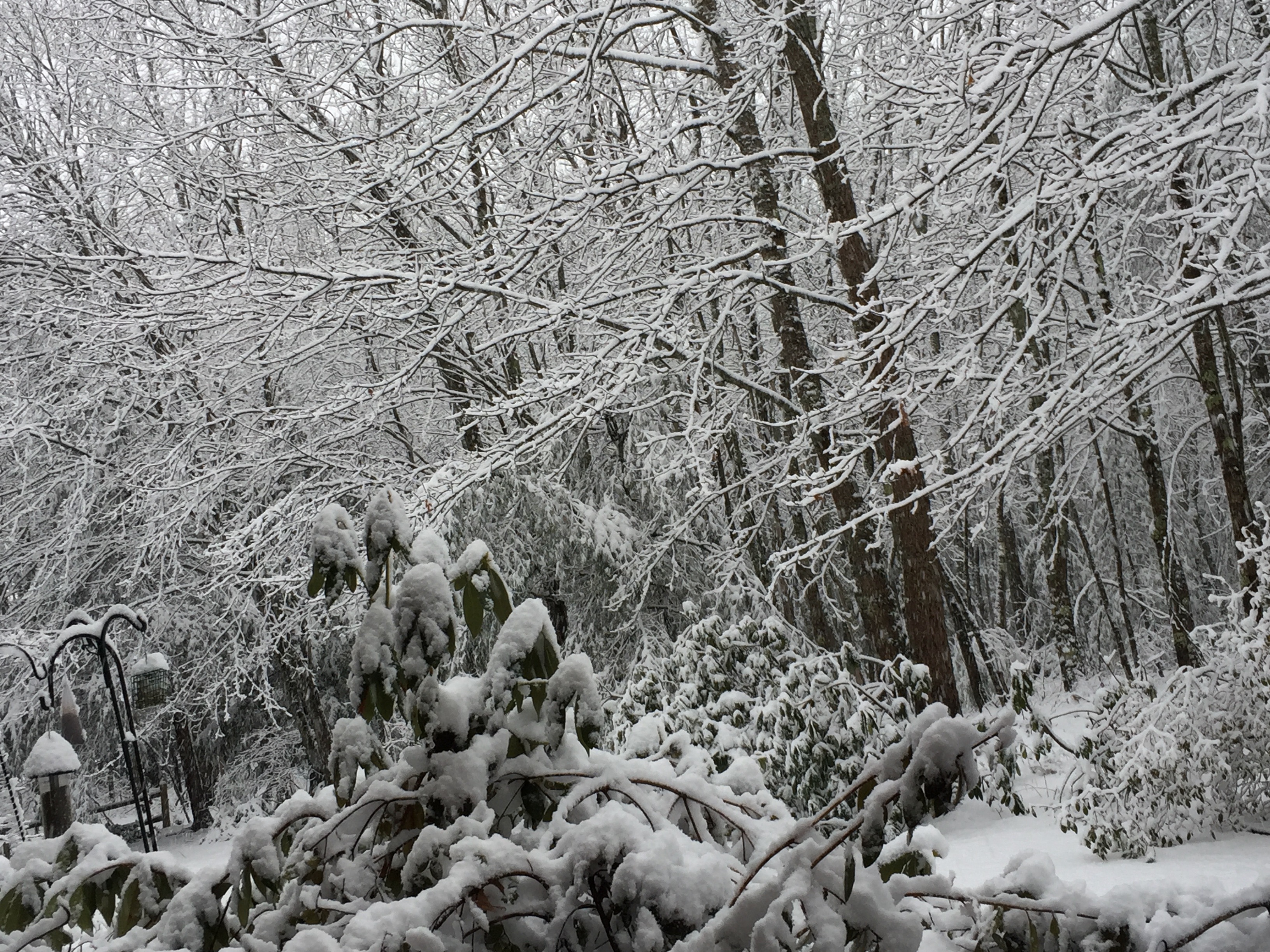 An image focusing on the oak trees at the edge of the lawn, each limb and twig outlined in snow.