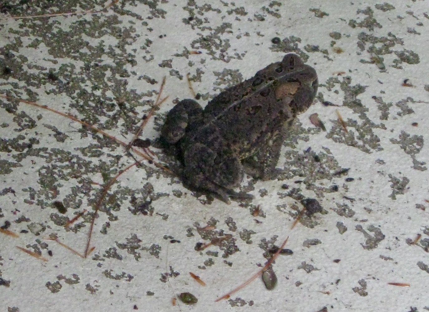 Eastern American Toad on a concrete patio. The toad is mottled gray-freen and dark brown, with many small bumps on its back, and a lighter gray vertical stripe down the middle of its back. 