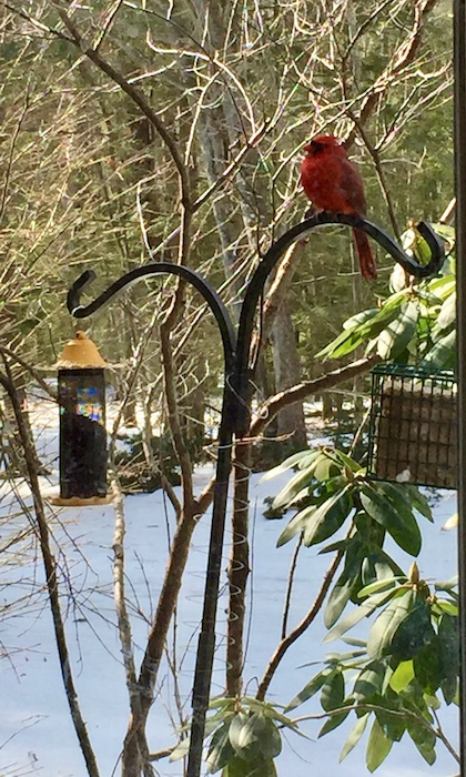 Bright red male Northern Cardinal